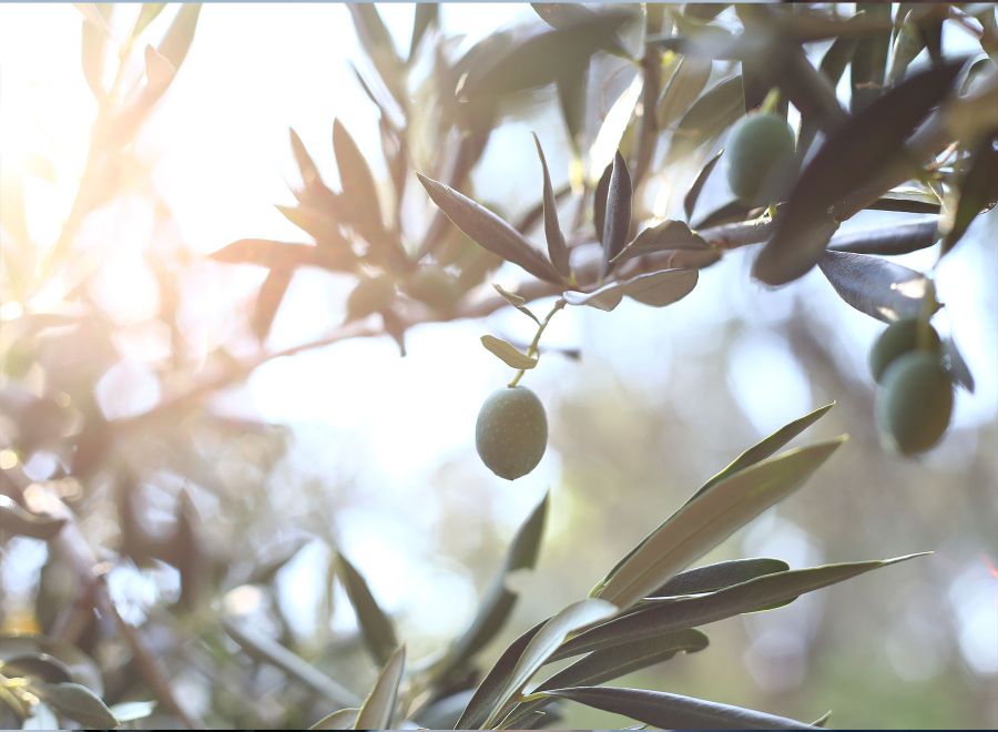 Olivos