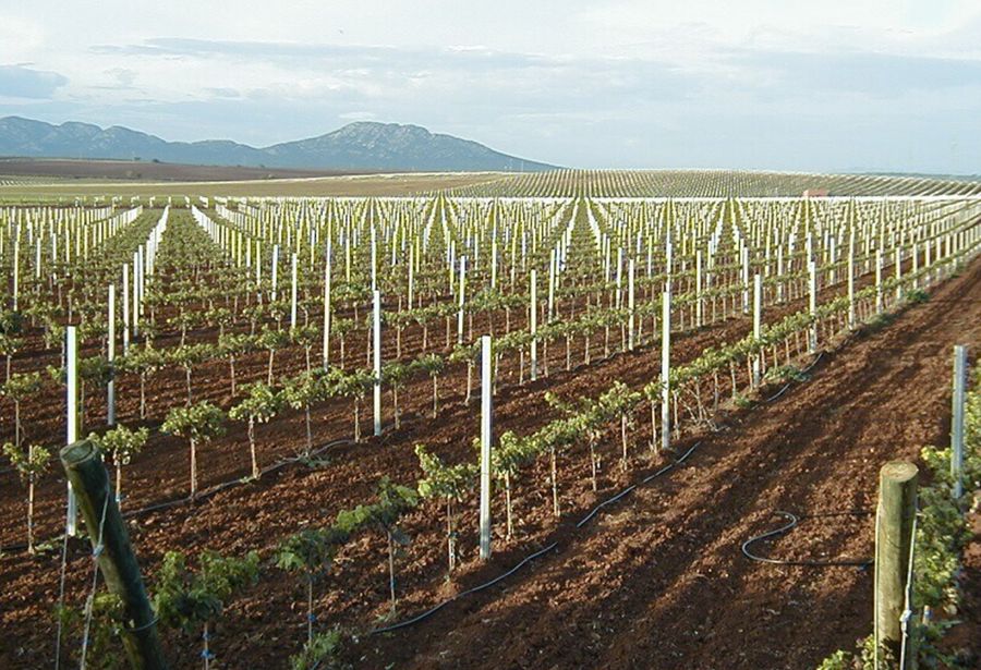 espalderas